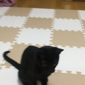 猫なのに犬の遊び方をするたぴの画像