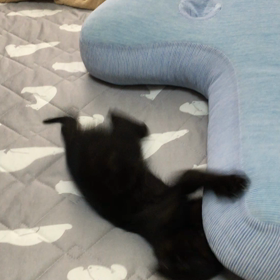 ゴロゴロの画像