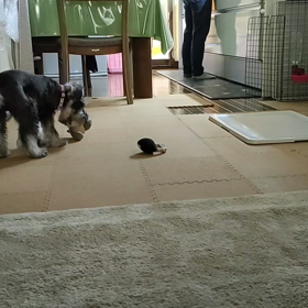 今日のわんこ　相変わらず元気ですの画像