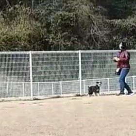 今日のわんこ ： 気まぐれの画像