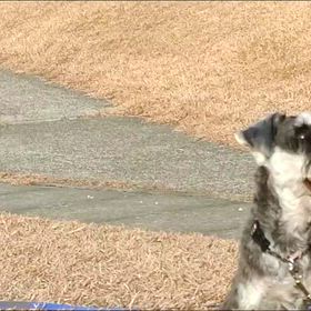 走れ！　わんこの画像