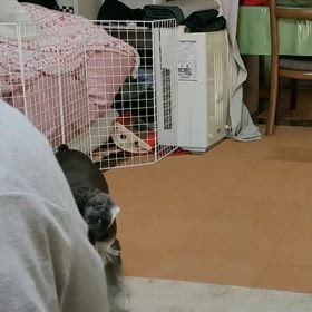 今日のわんこ：新技！の画像