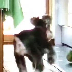 今日のわんこの画像