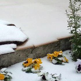 初雪の画像