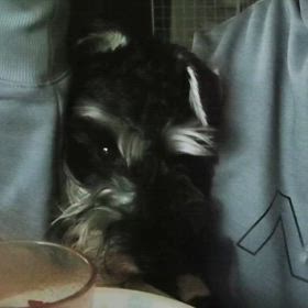 今日のわんこの画像