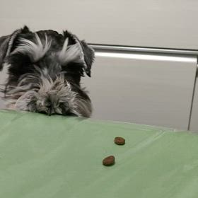 今日のわんこの画像