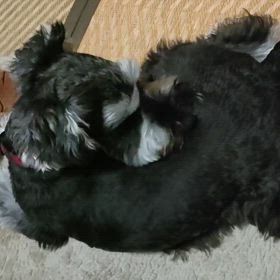 狂犬病ワクチンの画像