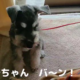 ミニチュアシュナウザーの一発芸の画像