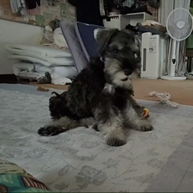 今日のMシュナウザーの画像