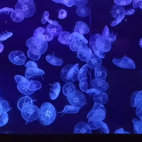 Jellyfish Healing Videoの画像