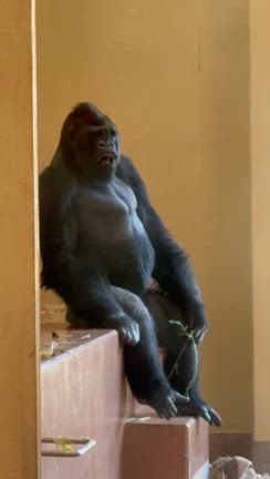 癒されにの記事動画