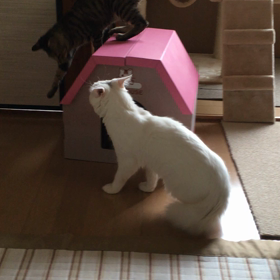 先住猫 vs 新入り猫  反撃の巻きの画像