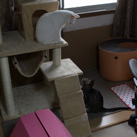 先住猫 vs 新入り猫 ２日ぶりやでの画像