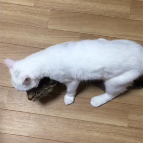 舐めたくての画像