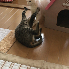 仲良いんだか悪いんだか…の画像