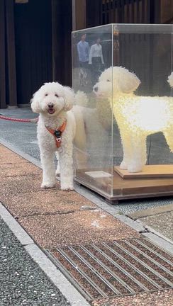 【美濃和紙あかりアート展】②の記事動画