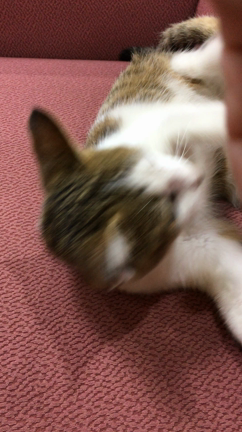 我が家の猫氏の記事動画