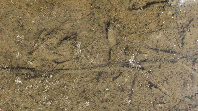 たんぼの中の小さな生き物たちの記事動画