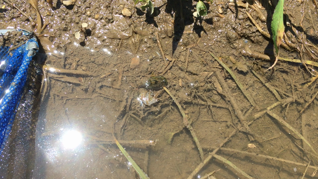 たんぼの中の小さな生き物たちの記事動画