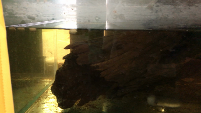 ウナちゃんカメの餌を食べるの巻の記事動画
