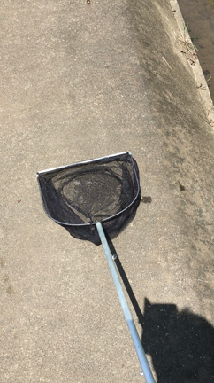 用水路で魚をとってみた。初級編の記事動画