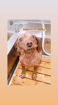 チョコシャンプーの記事動画