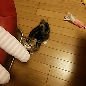 おなかすいたよ～の画像