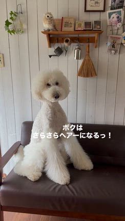 ボクはサラサラヘアーになるっ！の記事動画
