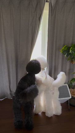みんな何をみてるのかな？の記事動画