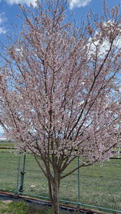 大将桜の花見の記事動画