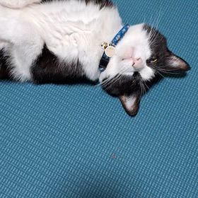 家猫ペペの画像