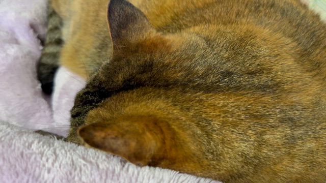 愛娘(大怪獣)のイビキꉂの記事動画