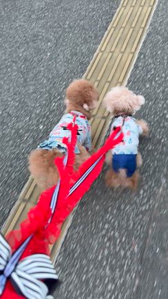ほっこり日常の記事動画