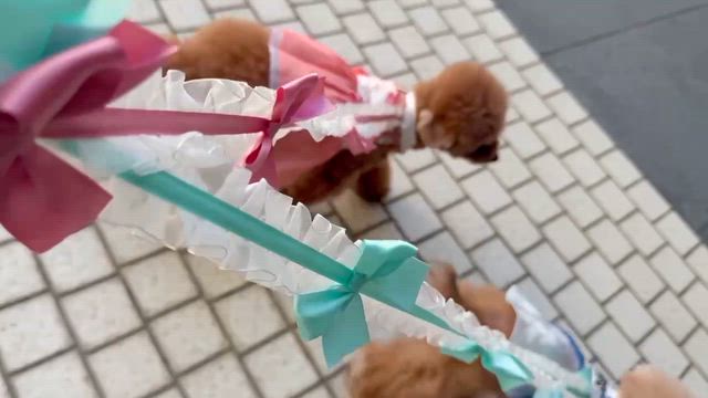 韓国旅行のお土産のチョゴリを着てみたよ❤️の記事動画