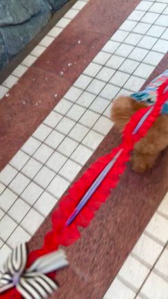 ほっこり日常の記事動画