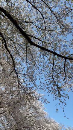 桜、愛と予祝のエネルギーの記事動画