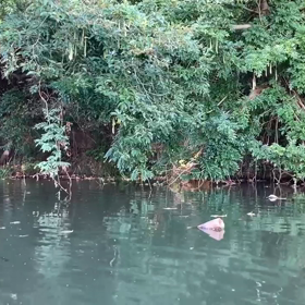 夏のトップウォーターの画像