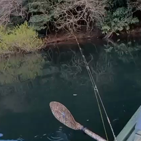 ナイスフィッシュ！（動画）の画像