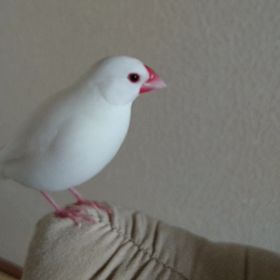さえずり。の画像