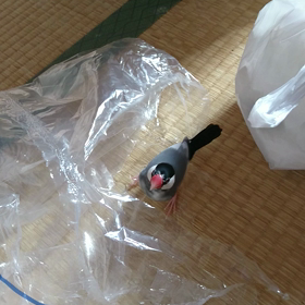 さーちゃんのお歌。の画像