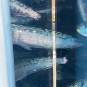 最強活餌！！活イワシ入荷★の画像