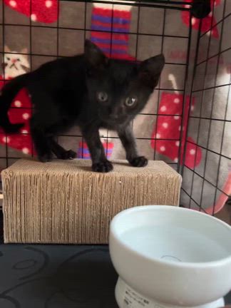 猫ちゃんの記事動画