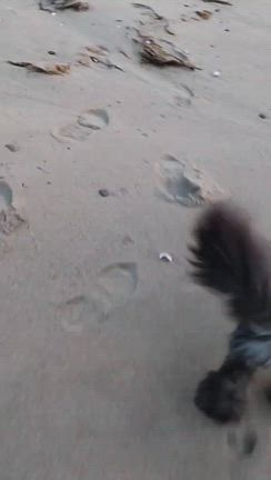 今年も宜しくお願い致しますの記事動画