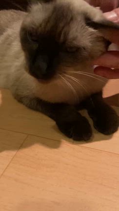 最近のコウちゃんの記事動画