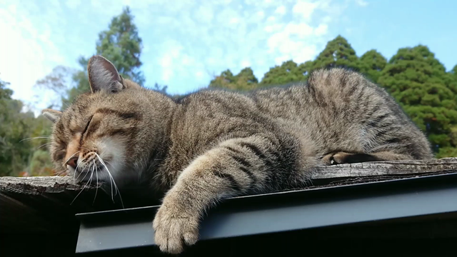 猫日和♪の記事動画