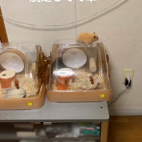脱走の画像