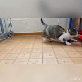報告〜三毛猫を保護する3の画像