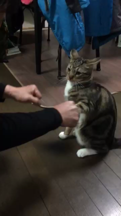 ボクサー見たいだねの記事動画