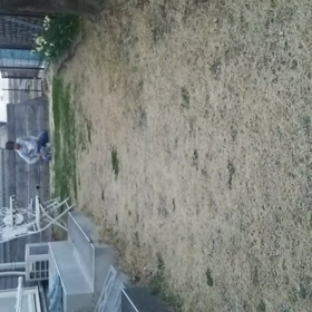 初動画はうちのピュアちゃんティーカップ(*^^*)の画像