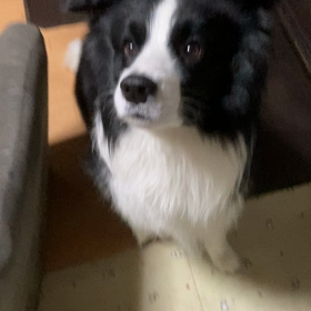 100均のおもちゃを犬たちが取り合いの画像
